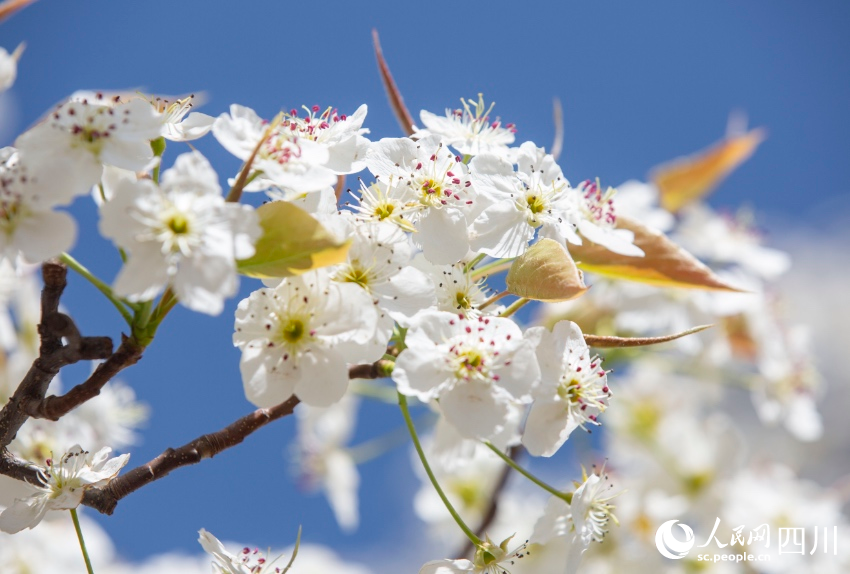 梨花競相開放。文雅攝