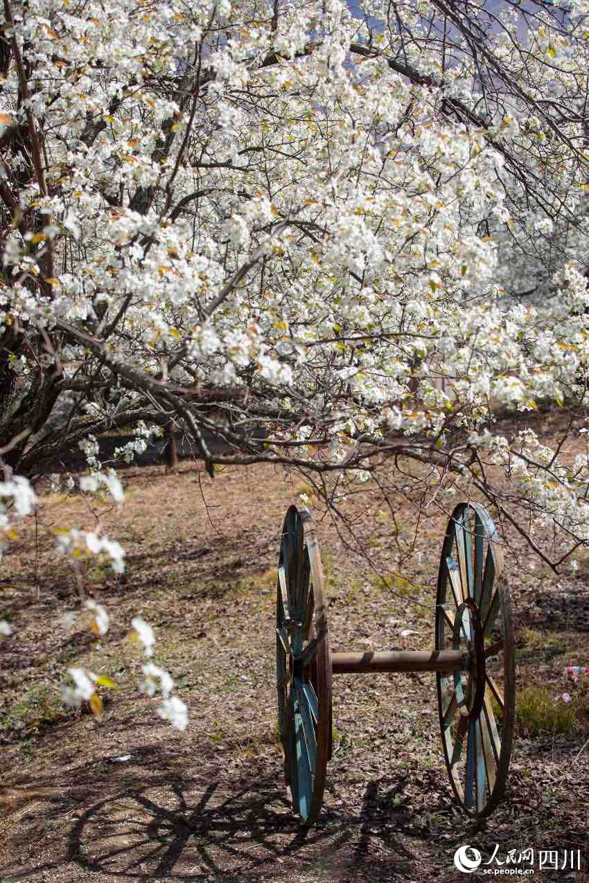 梨花競相開放。文雅攝