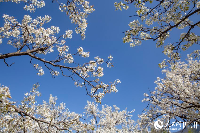 梨花競相開放。文雅攝