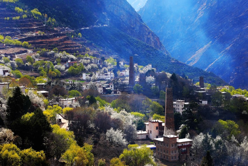 丹巴梨花綻放迎客來。丹巴縣委宣傳部供圖