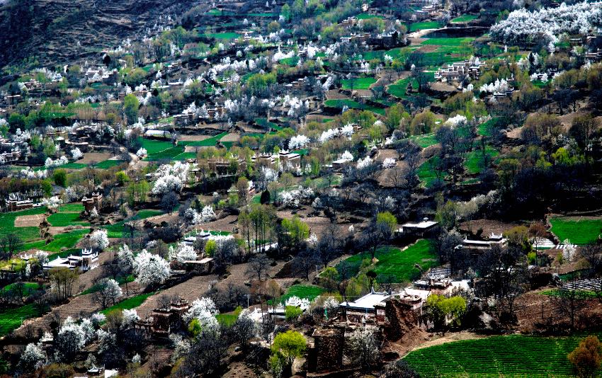 丹巴梨花綻放迎客來。丹巴縣委宣傳部供圖
