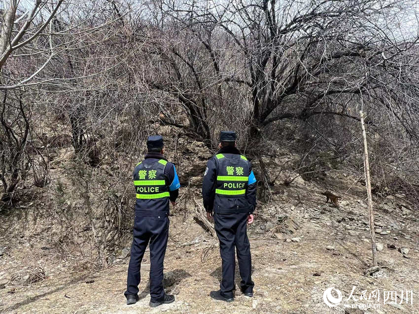 觀察猴群生活狀態。侯杰攝