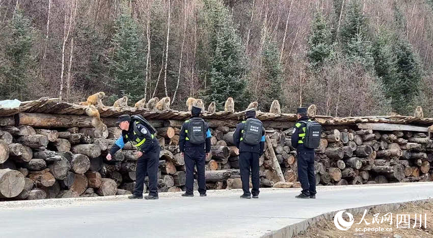 偶遇猴群。侯杰攝