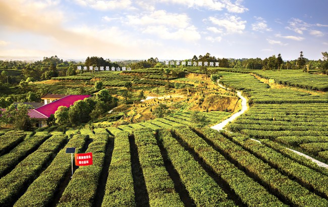 茶葉產業脫貧致富奔小康。胡未供圖