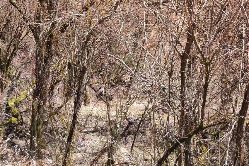 民警巡邏偶遇大熊貓路邊發呆。綿陽公安供圖