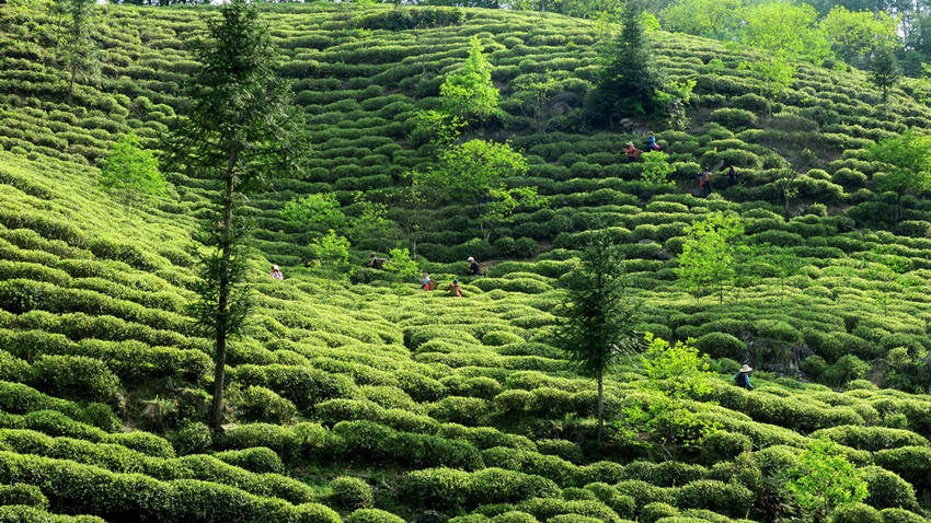 當地人正在采摘雀舌。陳天波攝