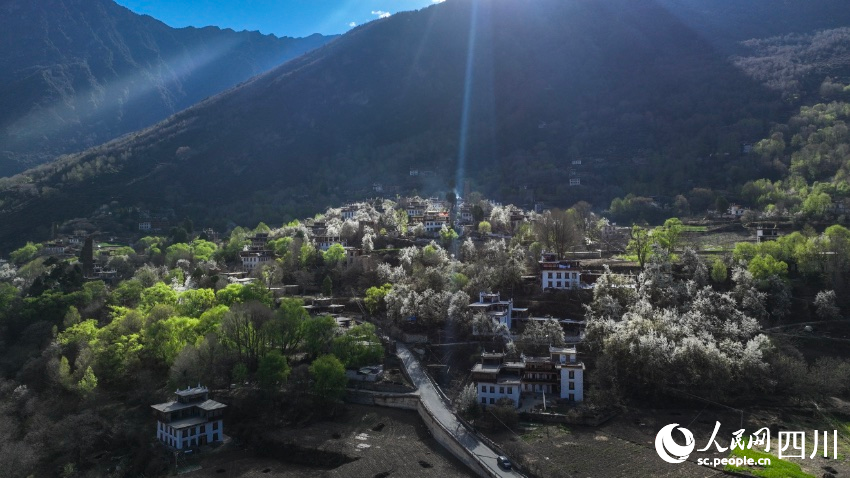 梨花盛開，美麗的藏寨。阿羅攝