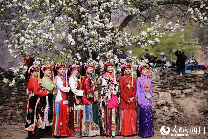 漫山遍野梨花的綻放，丹巴美人在梨花下合影。李永安攝