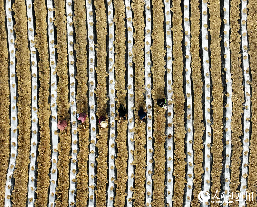 田間地頭一派忙碌景象。羅盼攝