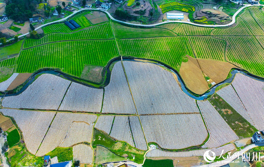 春回大地。李驍攝