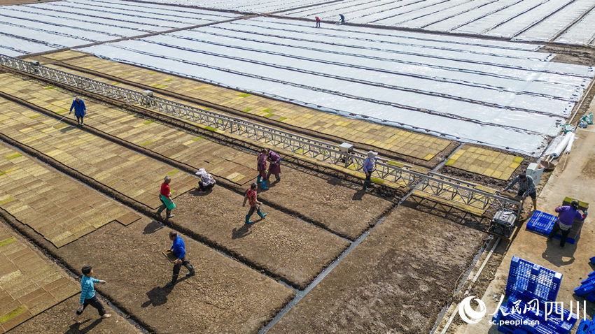 水稻育秧正當時。翁光建攝