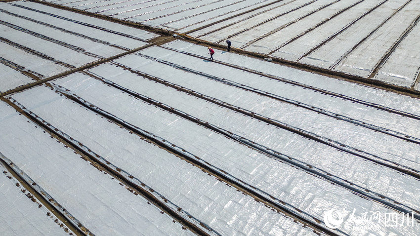 水稻育秧正當時。翁光建攝