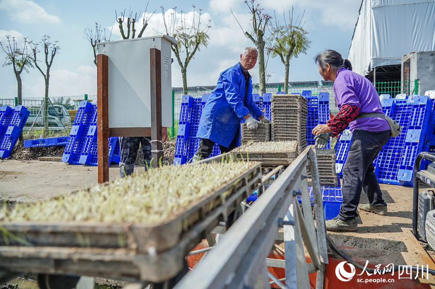 水稻育秧正當時。翁光建攝