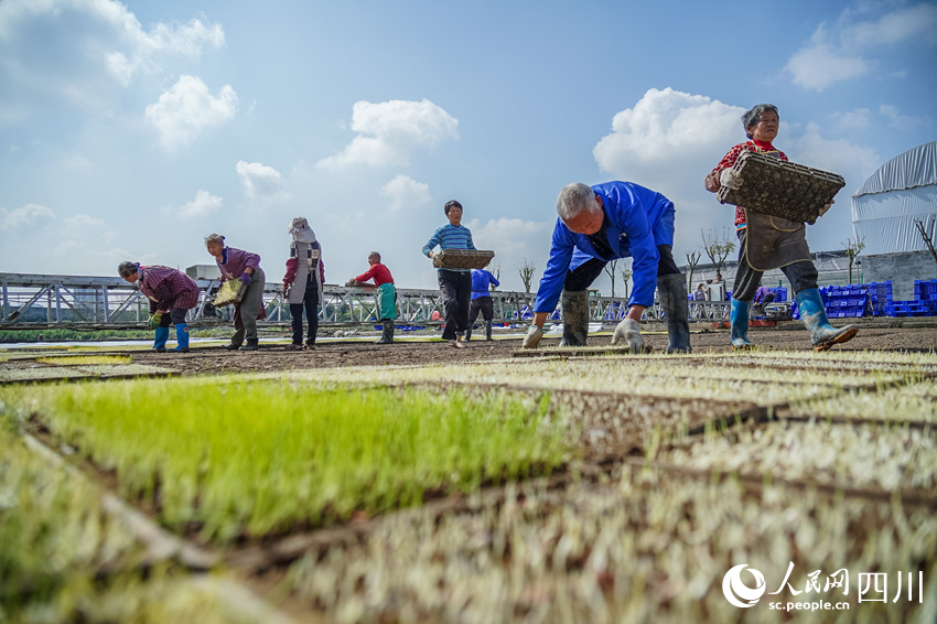 水稻育秧正當時。翁光建攝