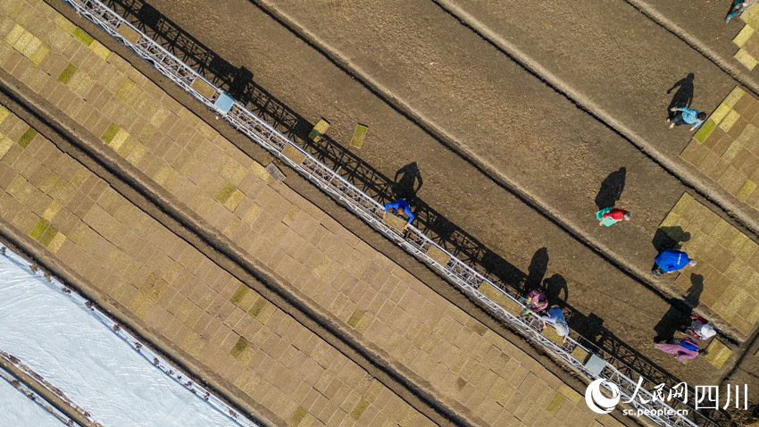 水稻育秧正當時。翁光建攝