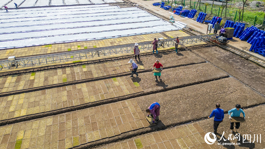 水稻育秧正當時。翁光建攝