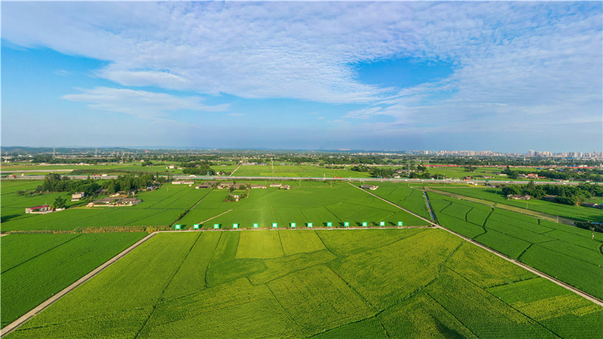 綠色農田美天地。眉山市新聞中心供圖