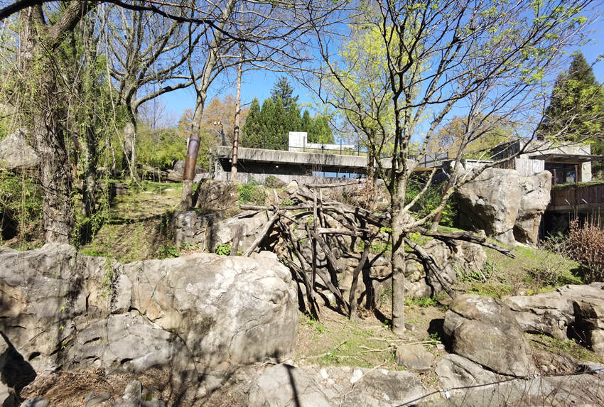 大熊貓“美香”室外運動場環境。中國大熊貓保護研究中心供圖