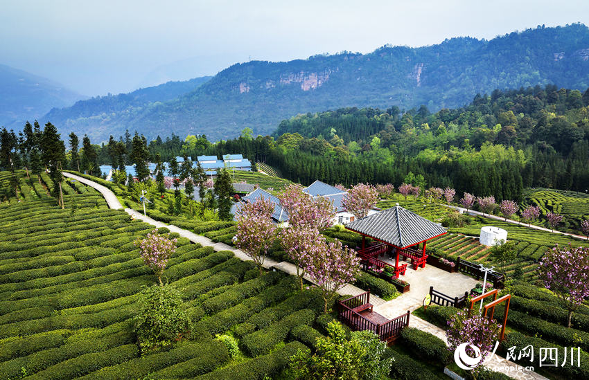“中國彝茶之鄉”春景如畫。何為攝