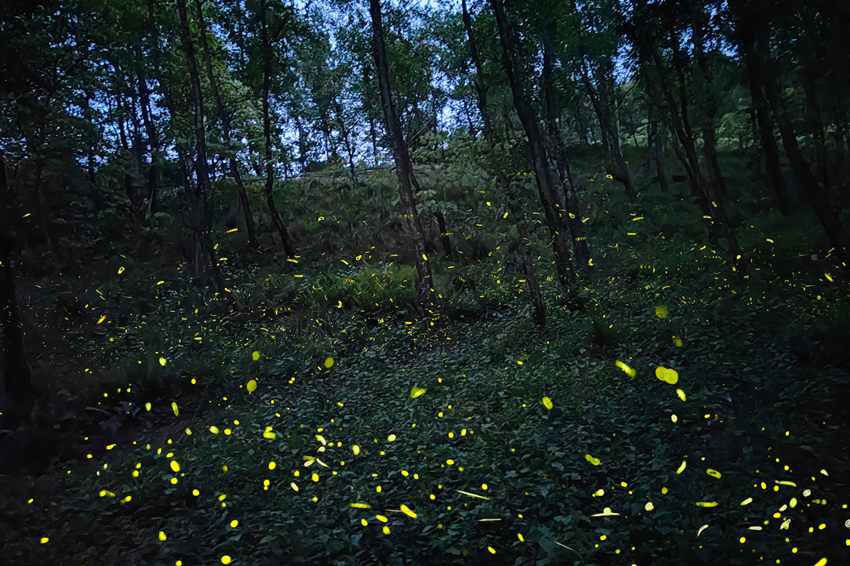 漫天飛舞的螢火蟲，如同星空落入凡間。邛崍市委宣傳部供圖