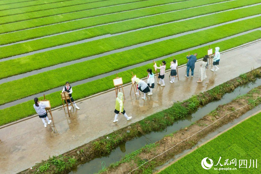 在老師指導下，學生們在秧田中寫生。翁光建攝