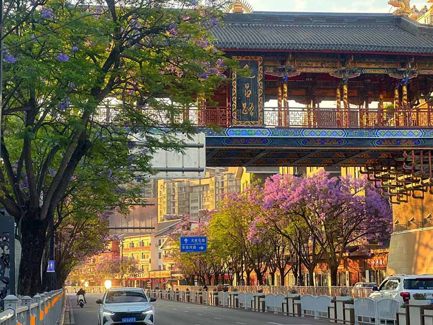 綻放在夕陽下的藍花楹。西昌市委宣傳部供圖