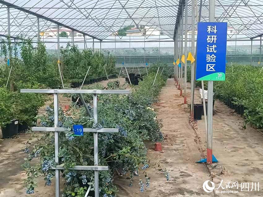 園區內設置了科研試驗區，不斷改進種植技術。吳舒婷攝