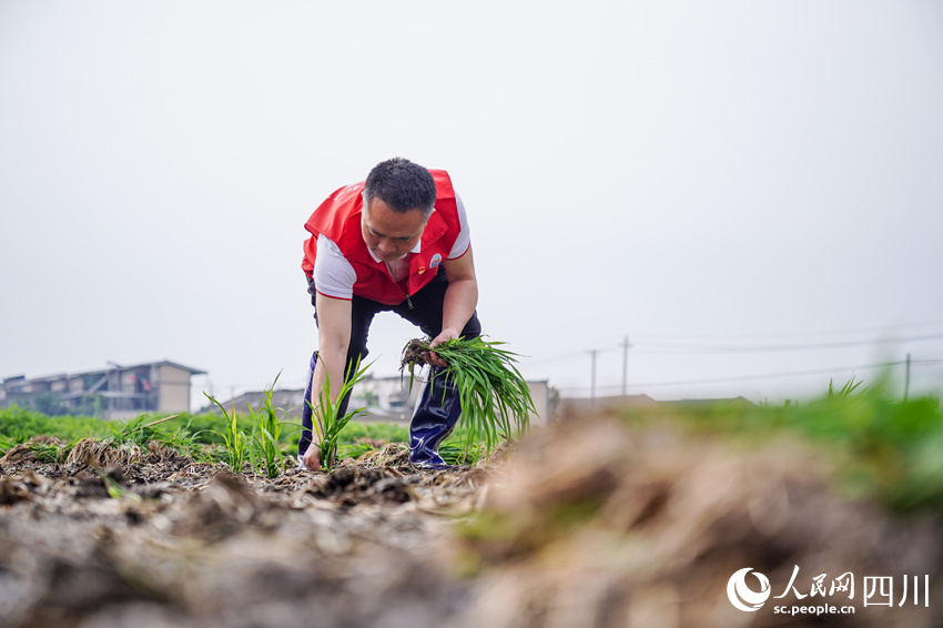 該區黨員教師志愿者帶領小學生們在田間地頭揮灑汗水，體驗農耕勞作的意義。翁光建攝