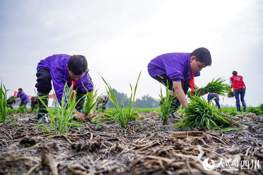 “五一”臨近，眉山市彭山區“秧田課堂”讓學生體驗勞動美。翁光建攝