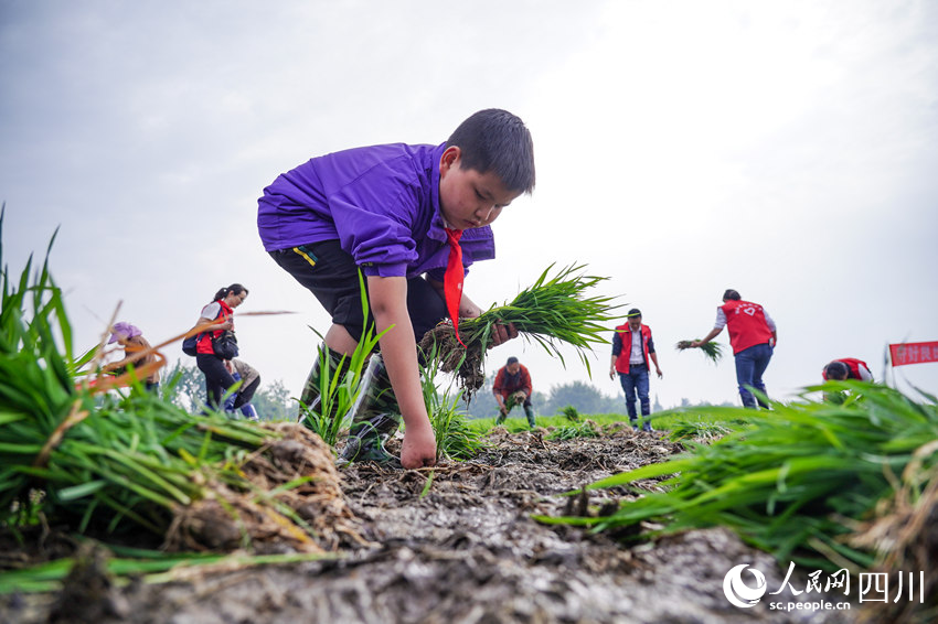 “五一”臨近，眉山市彭山區“秧田課堂”讓學生體驗勞動美。翁光建攝