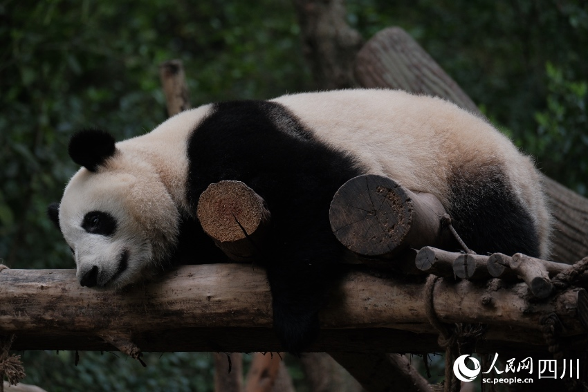 “頂流女明星”的弟弟——大熊貓“和葉”。成都大熊貓繁育研究基地供圖