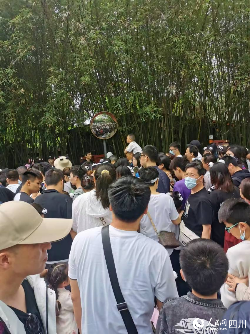 “五一”期間，成都大熊貓繁育研究基地游客眾多。熊貓基地供圖1
