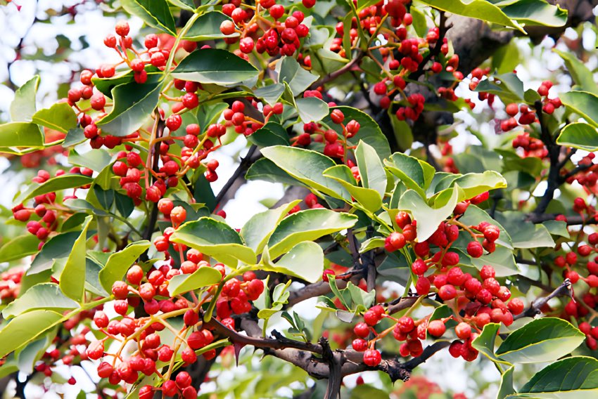 九龍貢椒。九龍縣經濟信息和商務合作局供圖 