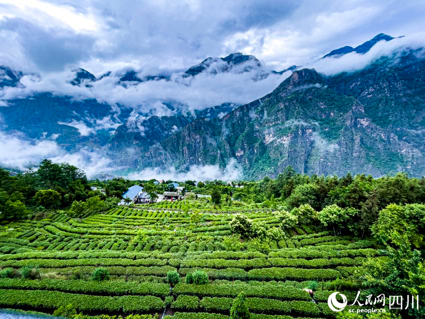 九龍魁多古樹茶園。高秀清攝