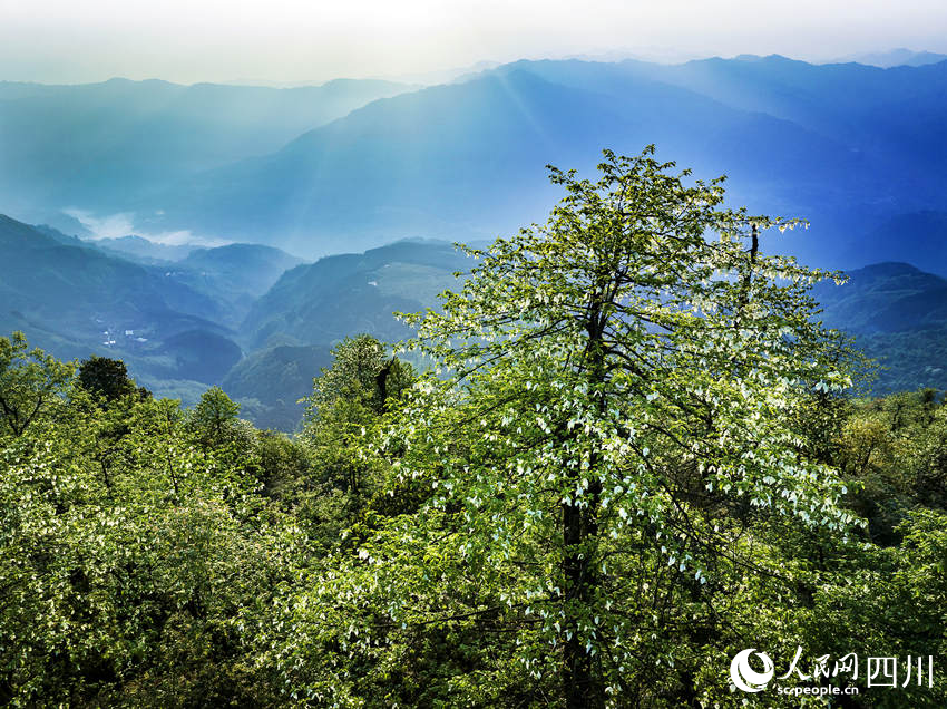 “綠色大熊貓”迎最佳觀賞期。何為攝