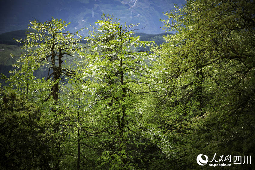 “綠色大熊貓”迎最佳觀賞期。何為攝