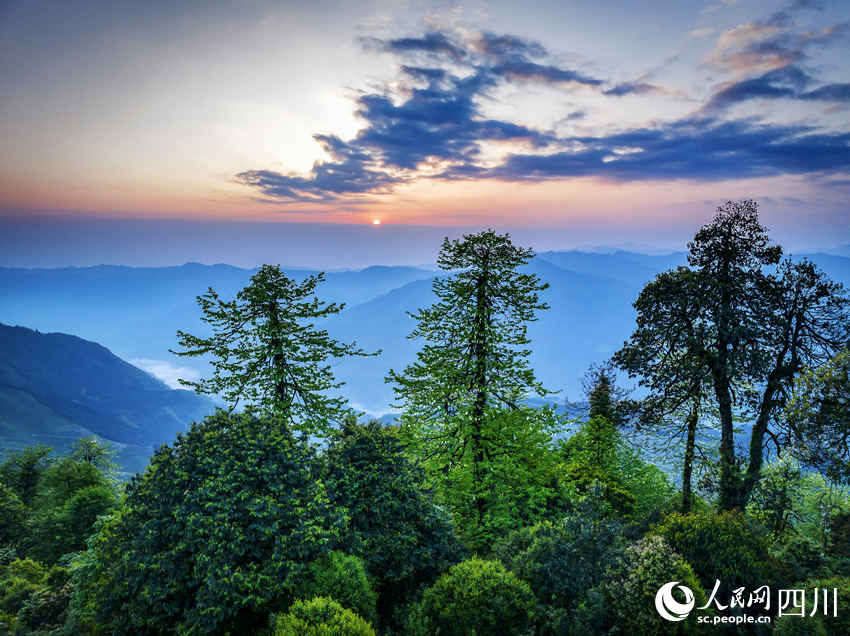 珙桐花開。何為攝