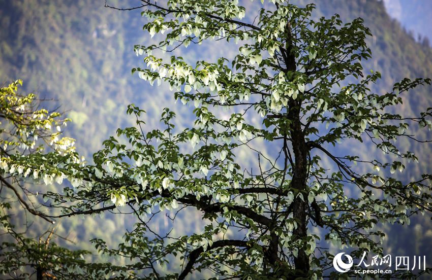 一朵朵珙桐花如白鴿舒展雙翅。何為攝