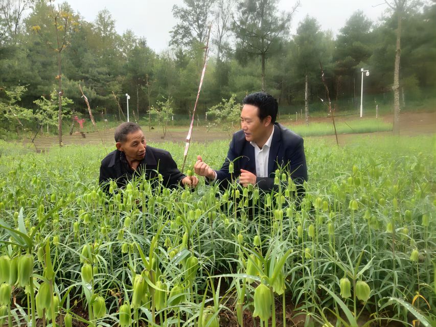 村集體合作社種植的萼貝長勢正旺。達州市中醫藥管理局供圖