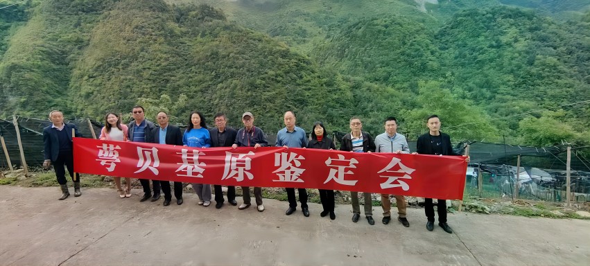 萼貝基原鑒定現場。達州市中醫藥管理局供圖