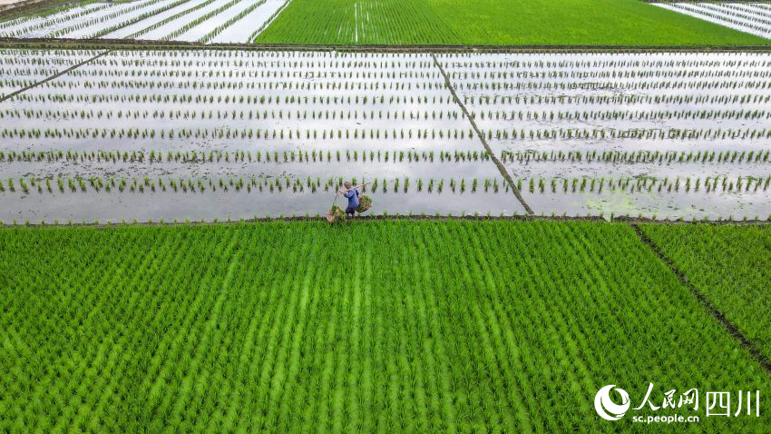 在眉山市彭山區制種基地，工人正在進行雜交水稻母本秧苗搬運。翁光建攝