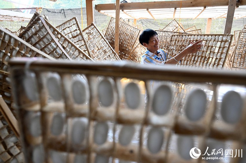 蠶農收獲蠶繭。蘭自濤攝