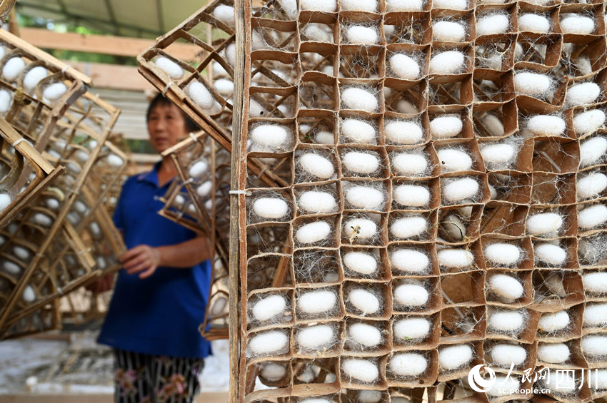 蠶桑產業助農民增收。蘭自濤攝