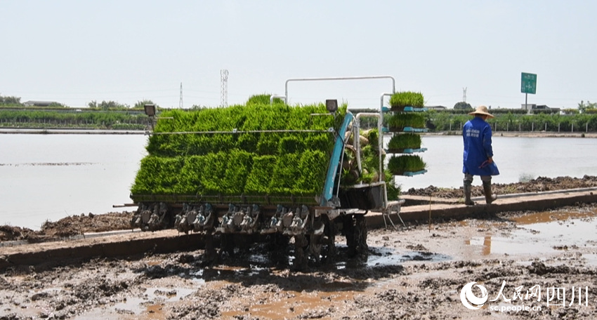 眉山市永豐村村民正準備用農用機械插秧。人民網王洪江 攝