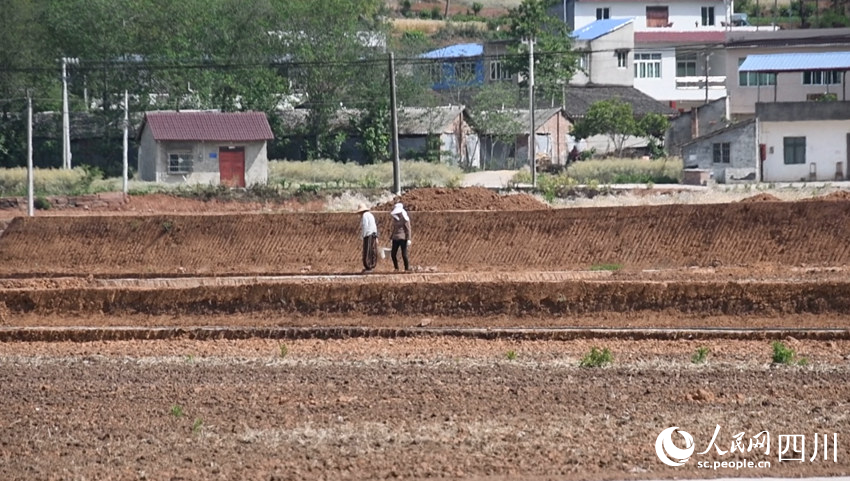 中江縣龍臺鎮兩位村民正在改造的高標準農田勞作。人民網王洪江 攝