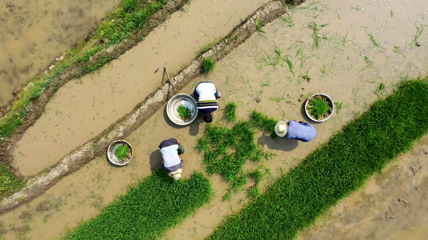正在田里忙碌的村民。筠連縣融媒體中心供圖