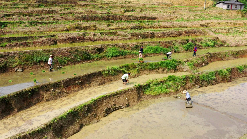 村民正在忙著插秧。筠連縣融媒體中心供圖