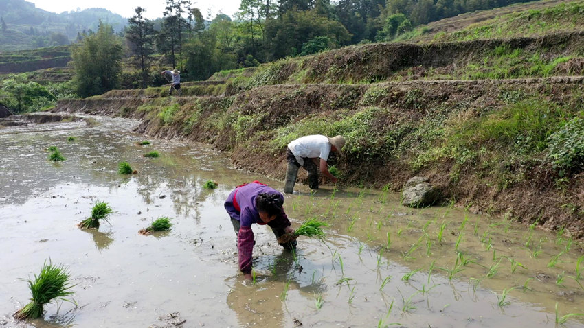 正在田里忙著插秧的村民。筠連縣融媒體中心供圖
