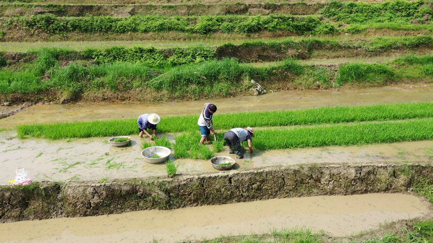 正在田里忙碌的村民們。筠連縣融媒體中心供圖
