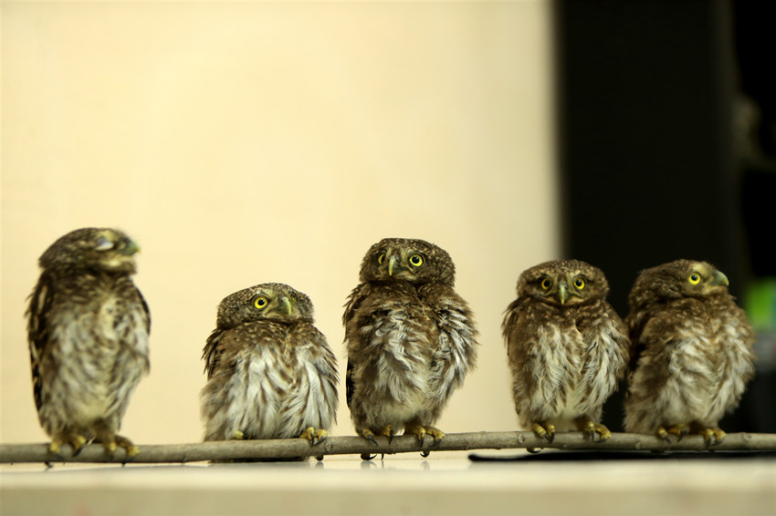 5只貓頭鷹幼崽。宜賓市公安局供圖